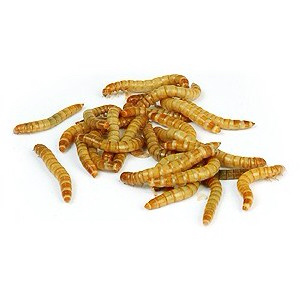 Ravioli of crickets and mealworms